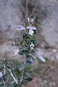 teucrium fruticans